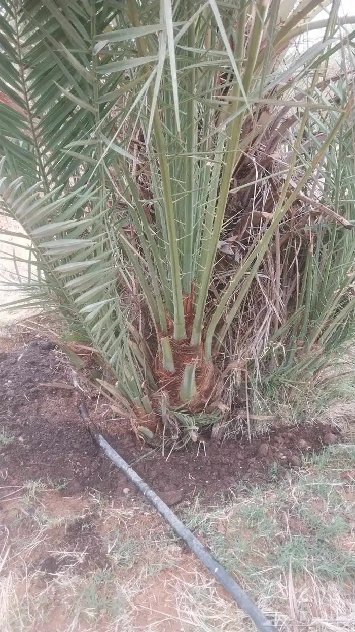 نخل القصيم نخل للبيع جثايث سكري ونانه سكري حمراء برحي 1