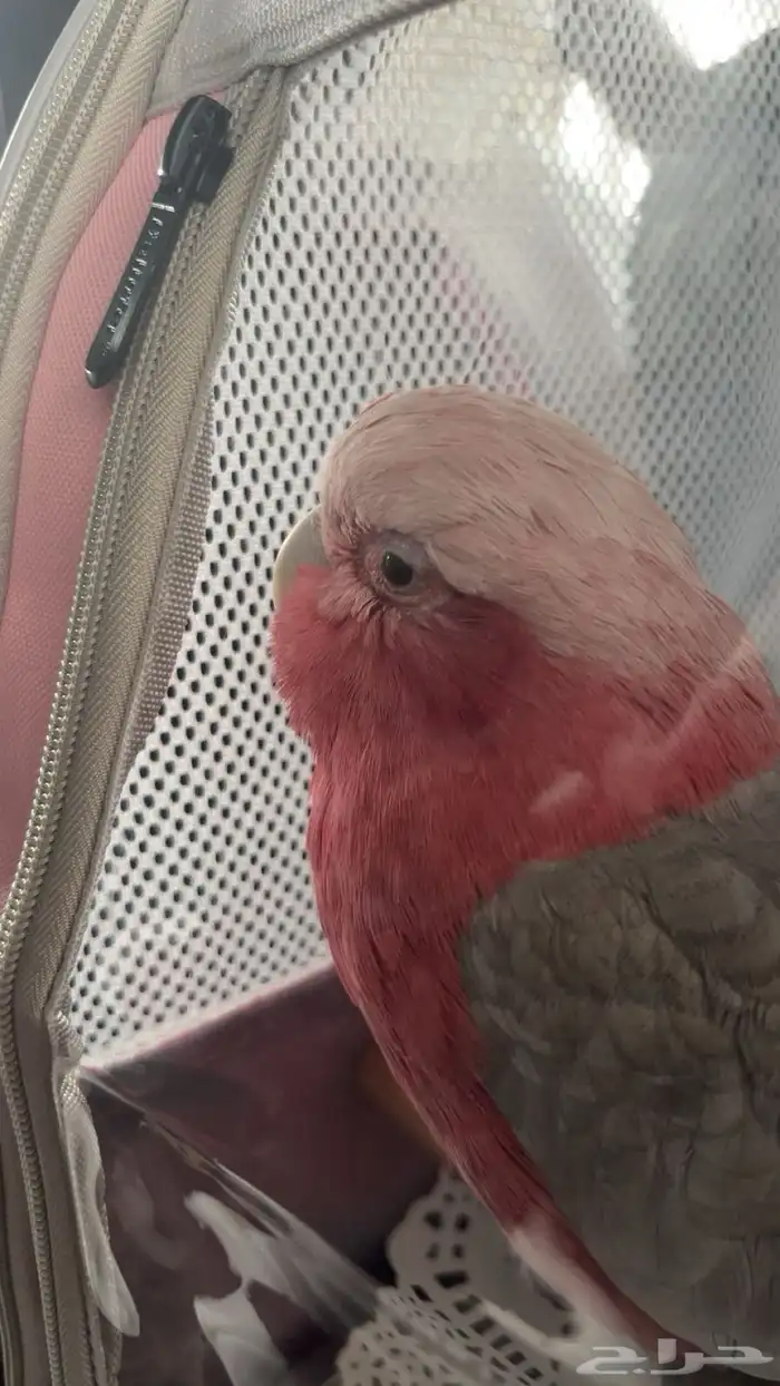 كوكاتو قالا 0