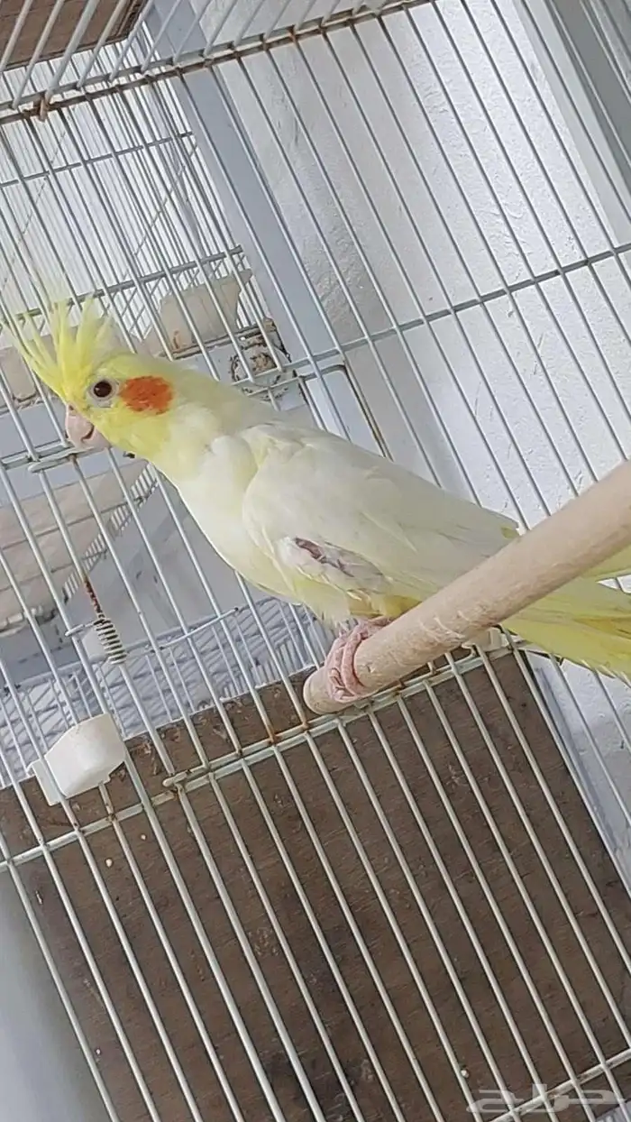 للبيع ذكر كروان لاتينو منتج 0