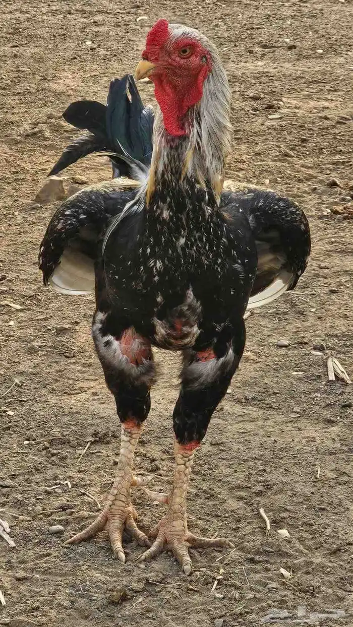 دجاج للبيع كويتي 0