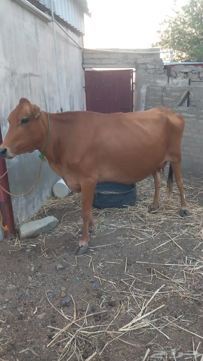 بقره مطفل للبيع 0