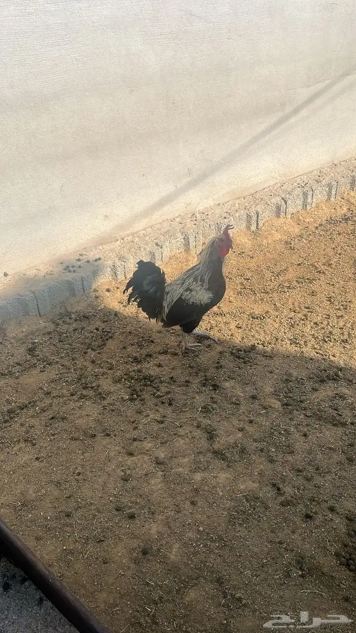 دجاج وديوك بلدي بياض وحضان شرط 1
