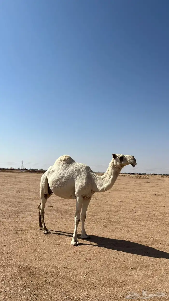 للبيع عشرا كفو 0