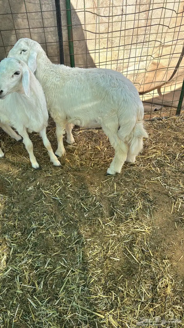 هرافي حري 2 0