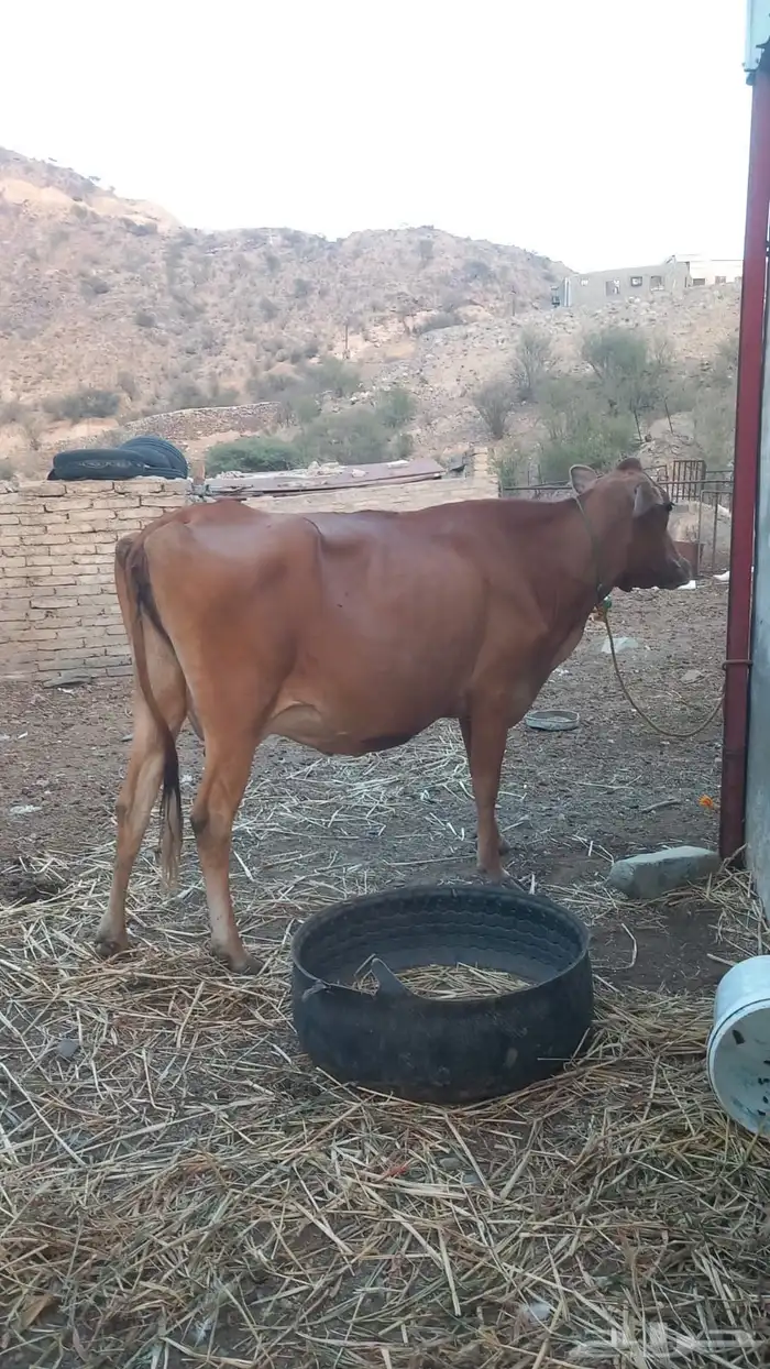 بقره مطفل للبيع 1