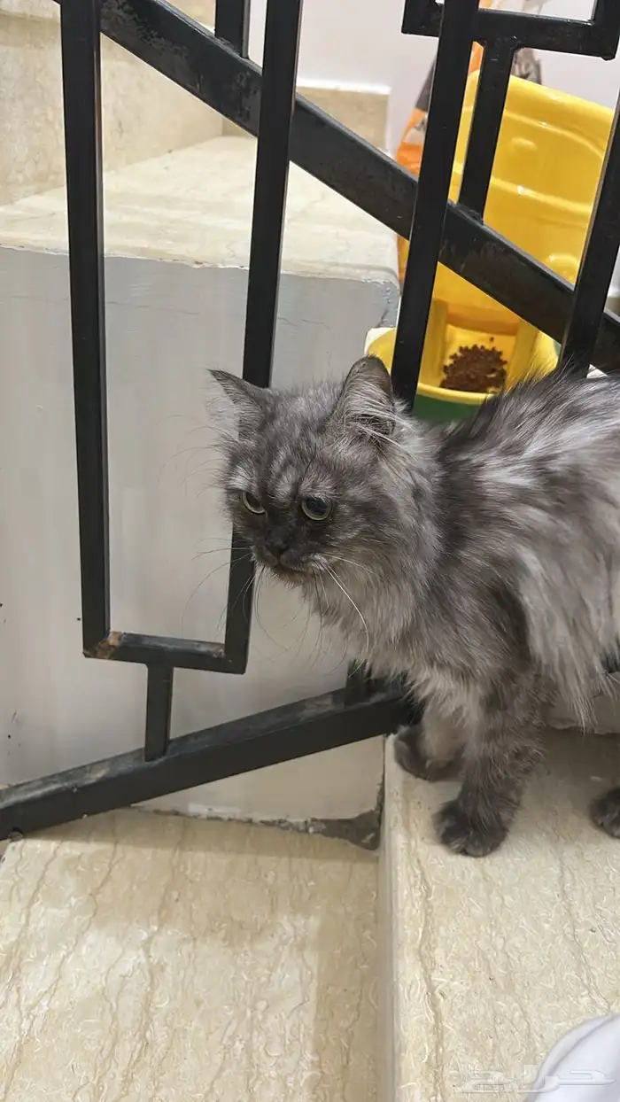 قطط للتبني 2