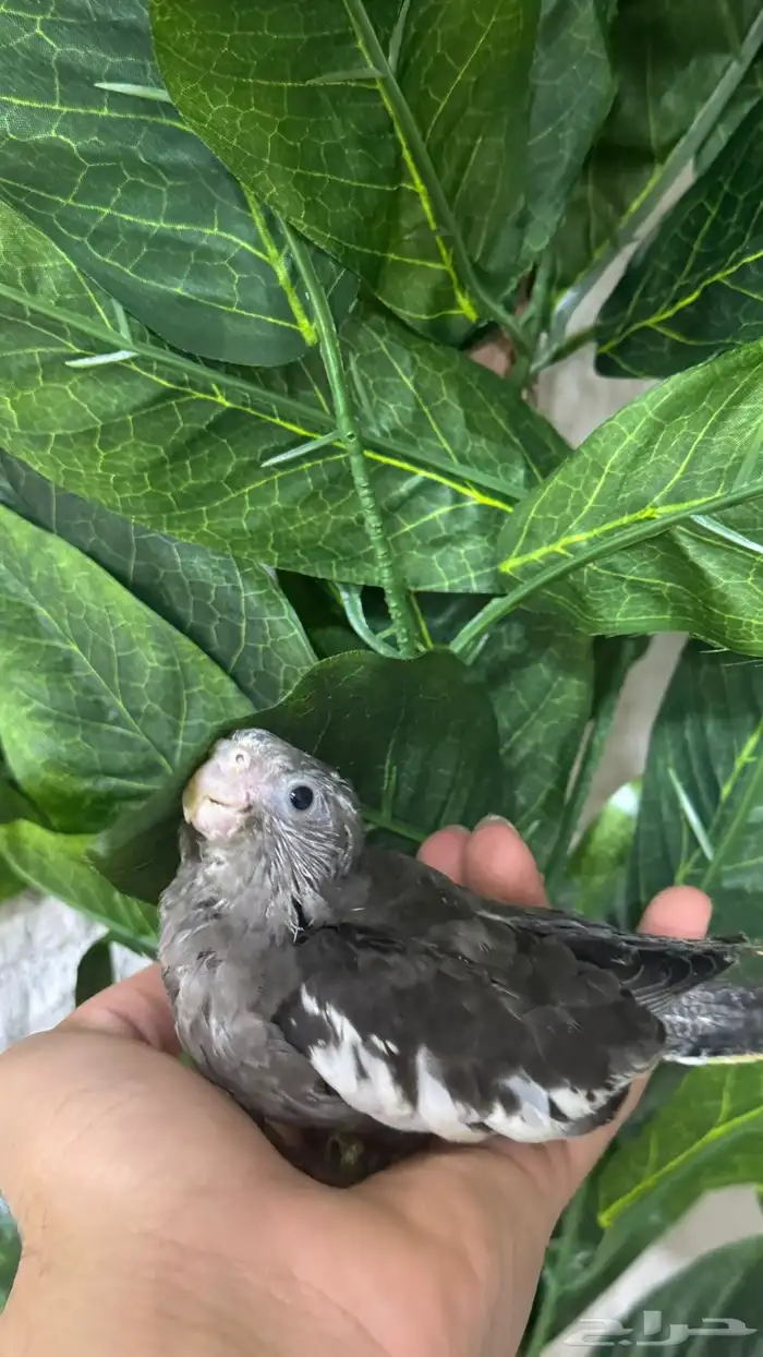 فروخ كروان بايد ونورمل 3