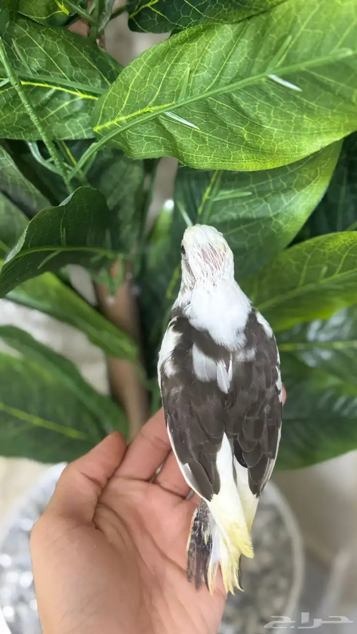 فروخ كروان بايد ونورمل 0