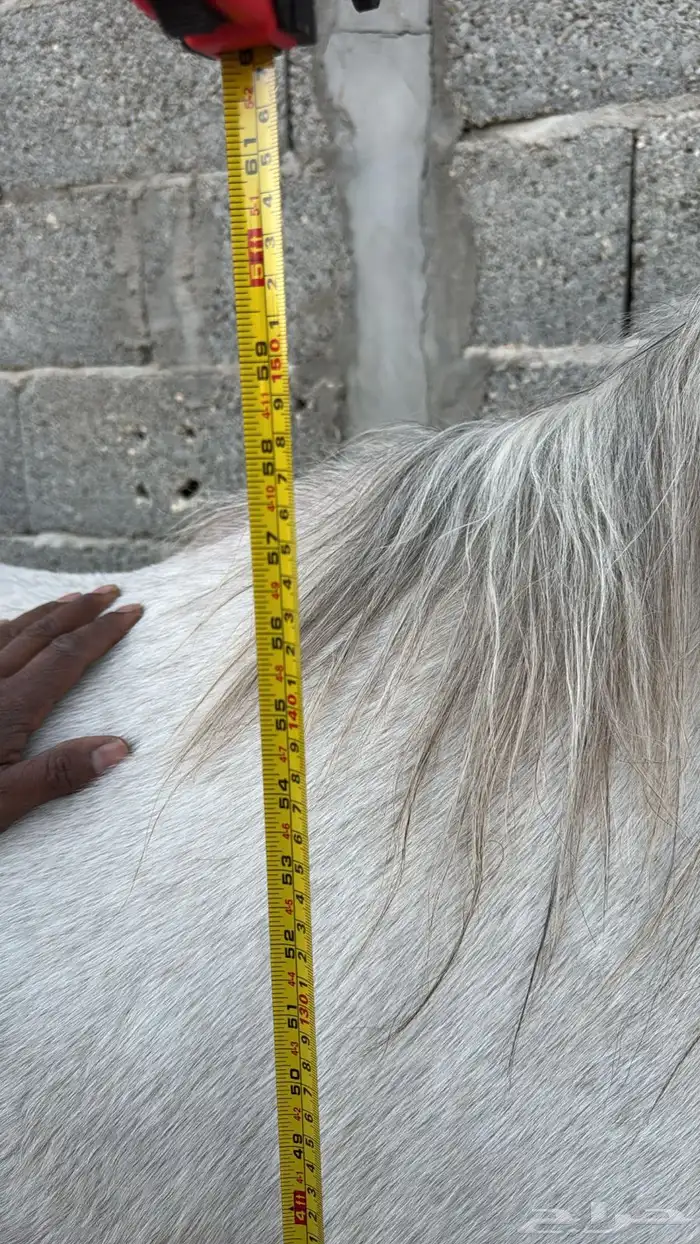 مهر واهو حفيد حرير 2