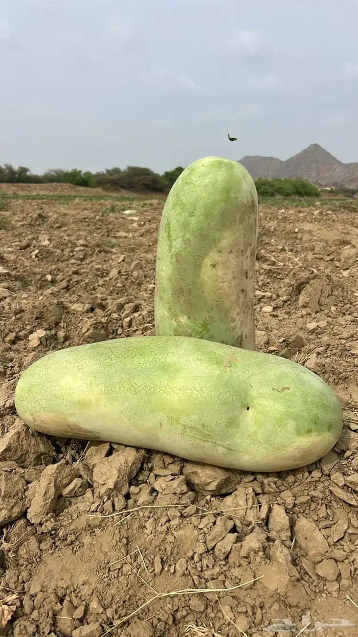 حبحب جمله الحبه من 8 0