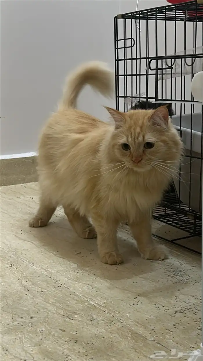 قطط للتبني 0