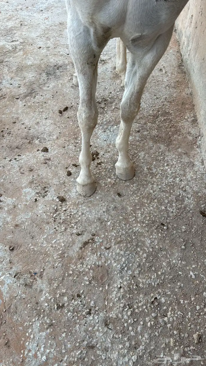 مهر واهو حفيد حرير 1