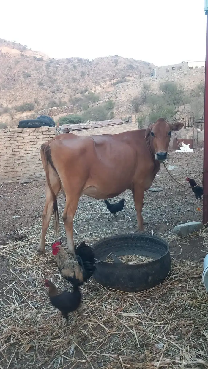 بقره مطفل للبيع 2