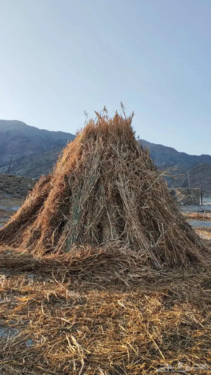 قصب للبيع مراميد او مزاويم 1