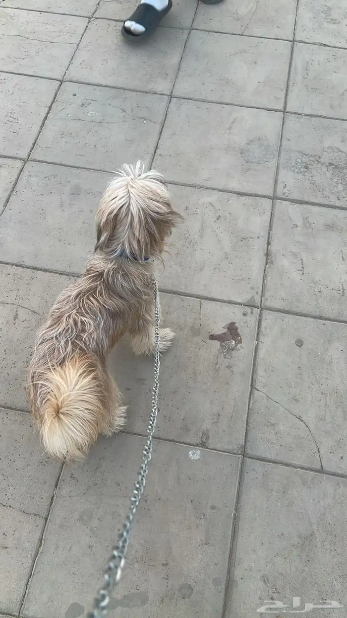 كلب امريكي 0