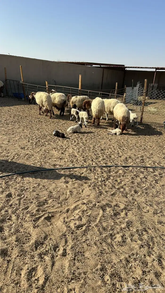 مطافيل انعيم طيبه اللبيع 14