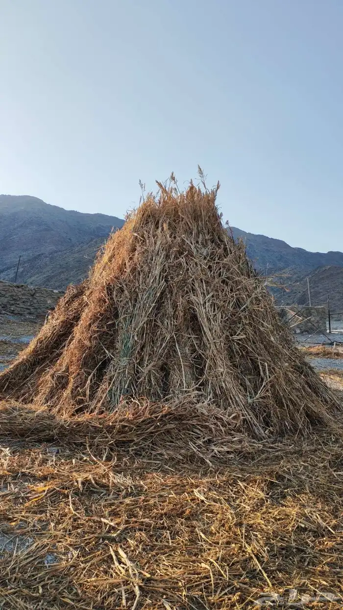 قصب للبيع مراميد او مزاويم 4