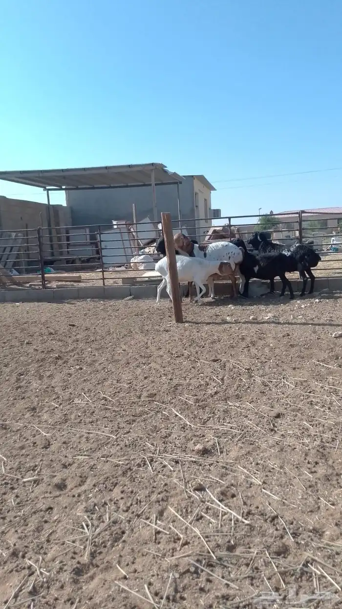 شياة برابر بريشن 3