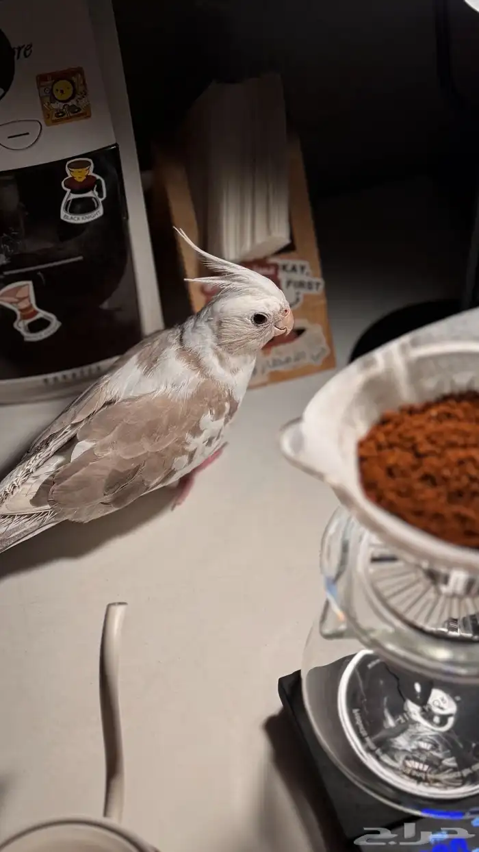 كروان هولندي 0