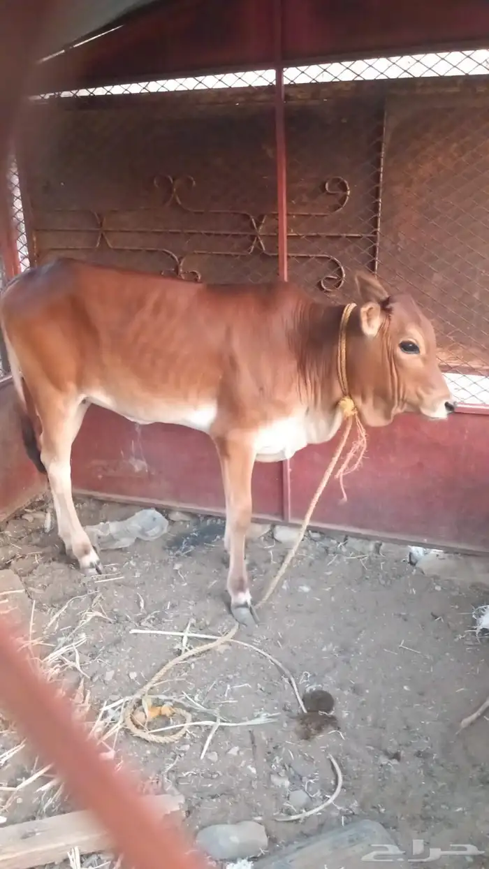 بقره مطفل للبيع 4