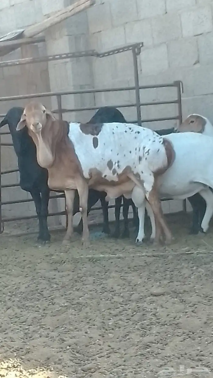 شياة برابر بريشن 2