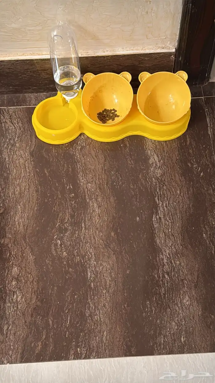 قطوه شيرازي انثى عمره 3 اشهر 3