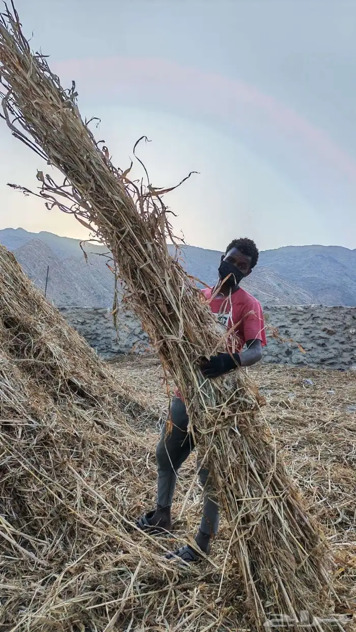 قصب للبيع مراميد او مزاويم 2