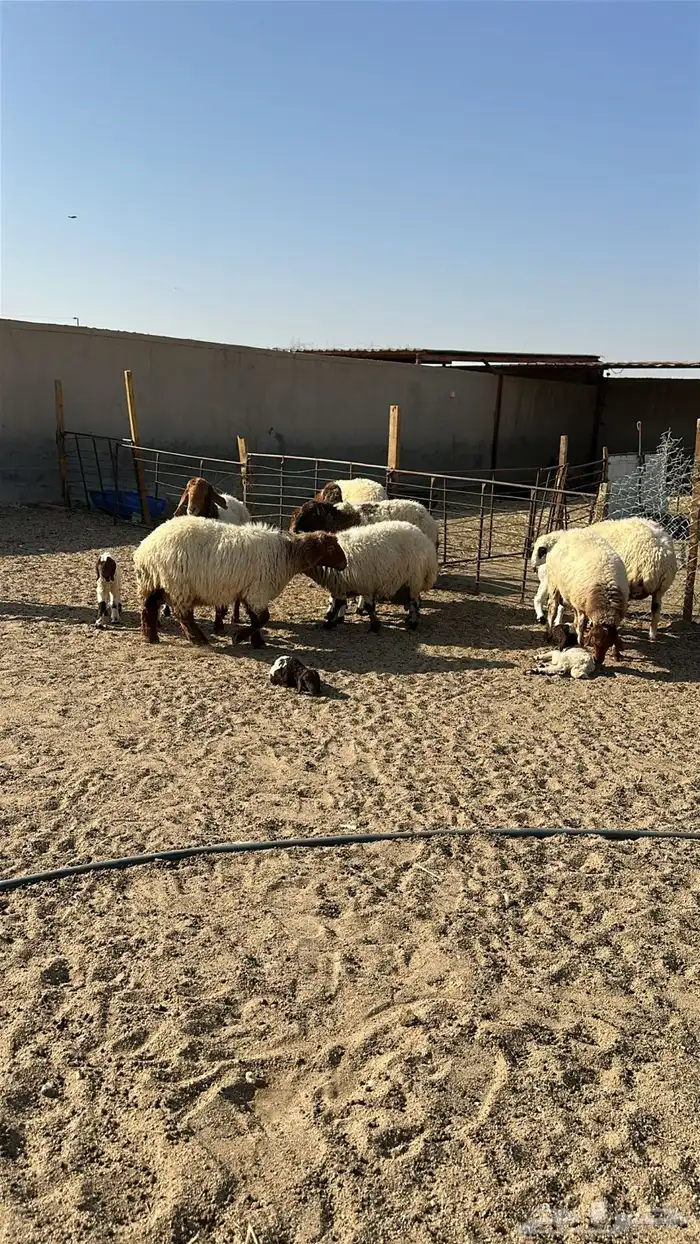 مطافيل انعيم طيبه اللبيع 11