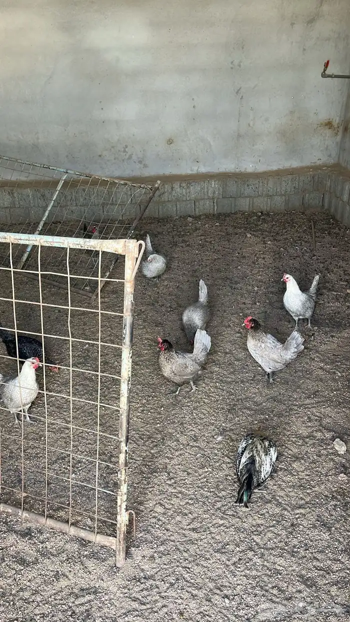 دجاج وديوك بلدي بياض وحضان شرط 0