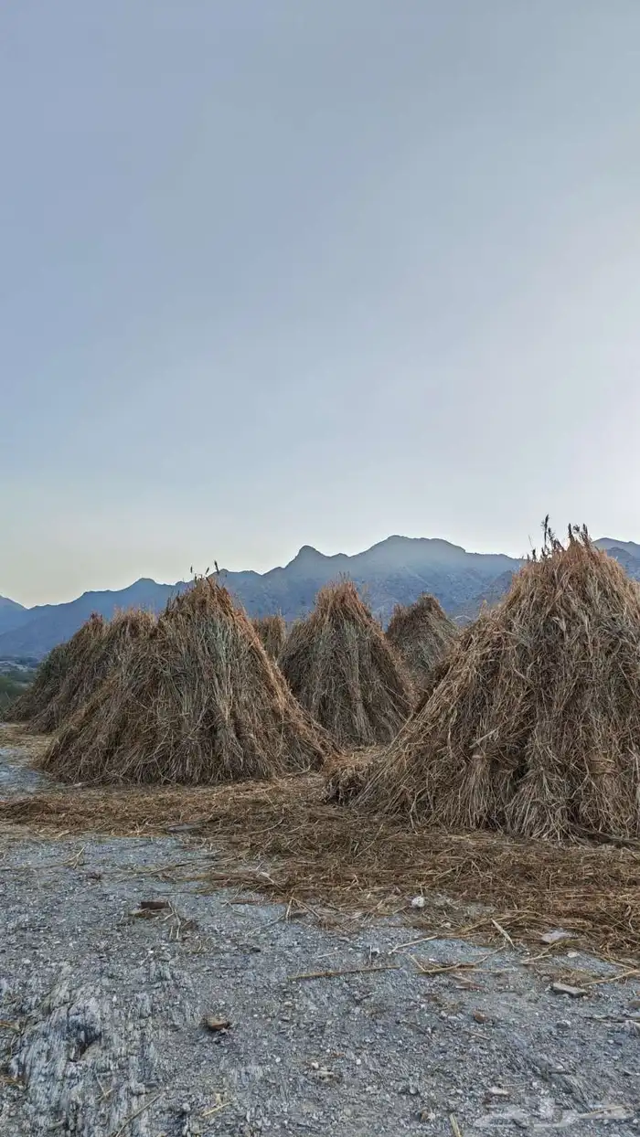 قصب للبيع مراميد او مزاويم 5