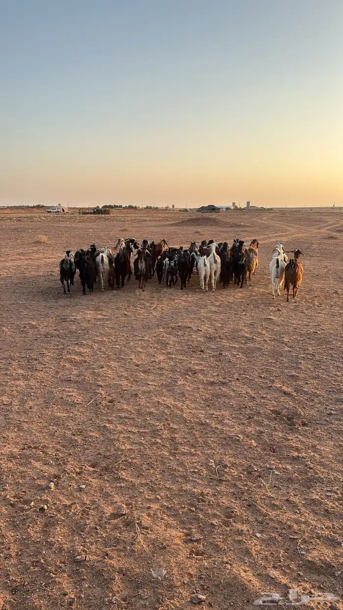 معزا بعيالها مولده 14 معها 18 0