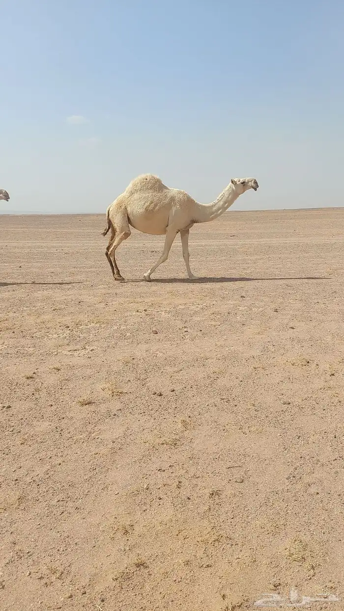 قعود حيسوني 1