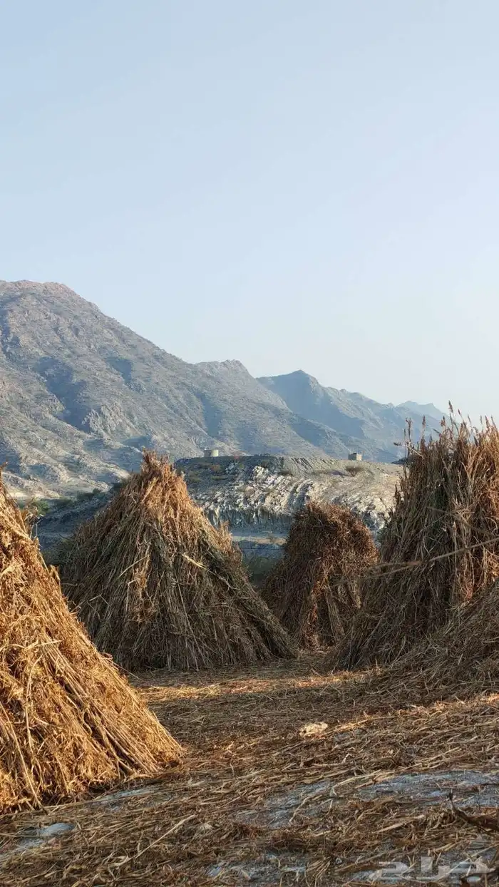 قصب للبيع مراميد او مزاويم 0