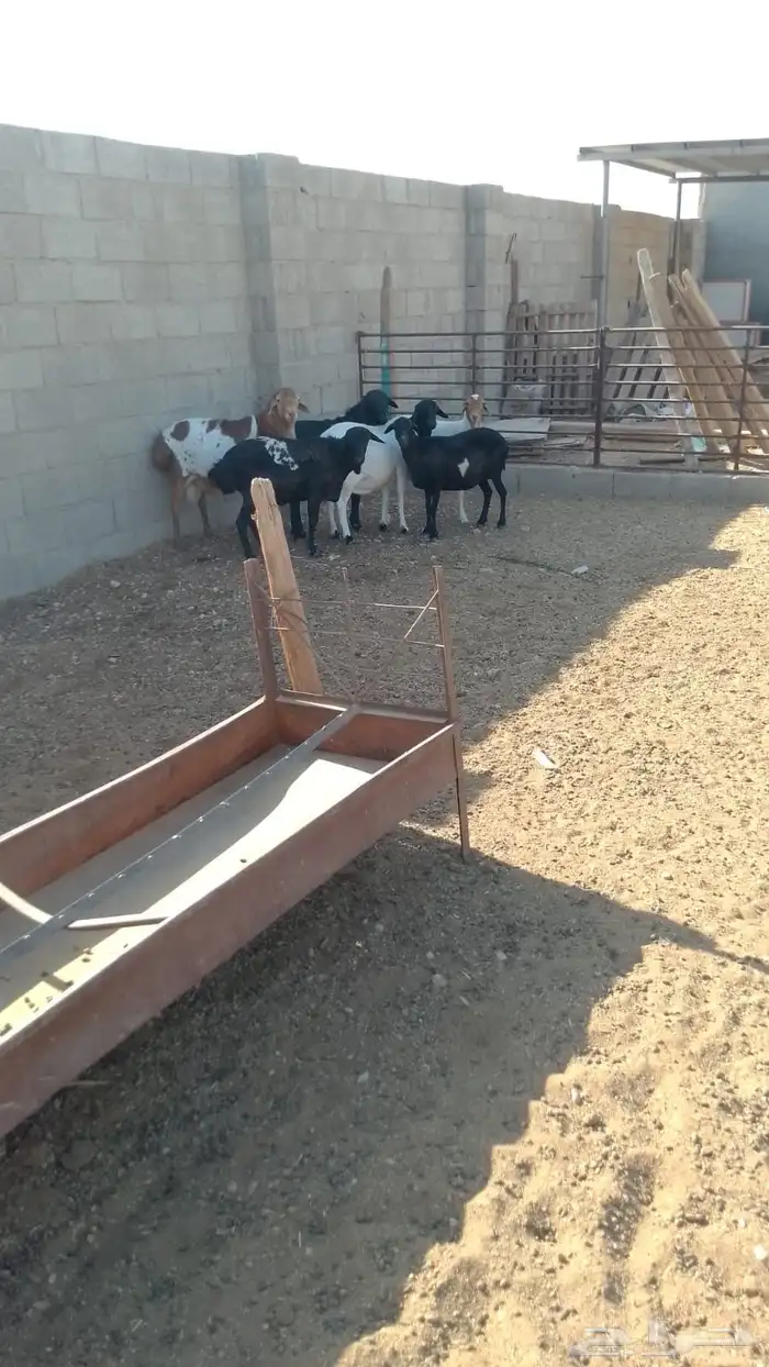 شياة برابر بريشن 1