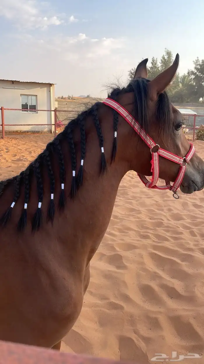 مهره شعبيه فاخره ماشاءالله 0