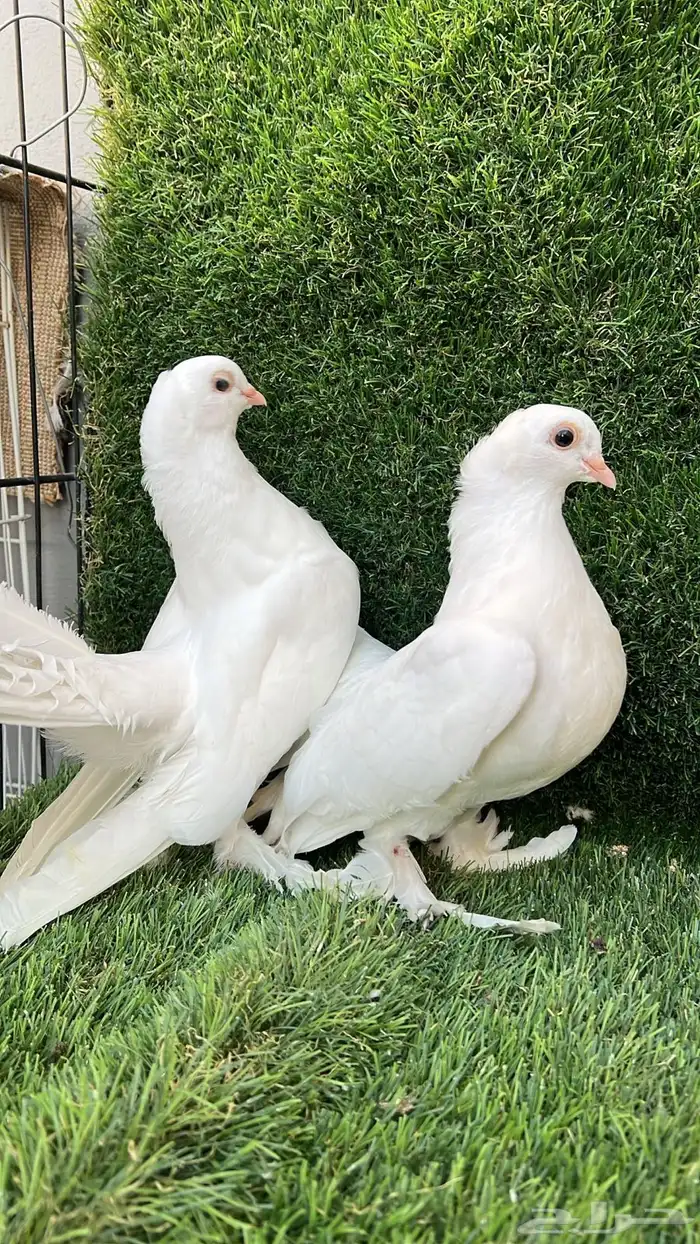 حمام كرنقو 0