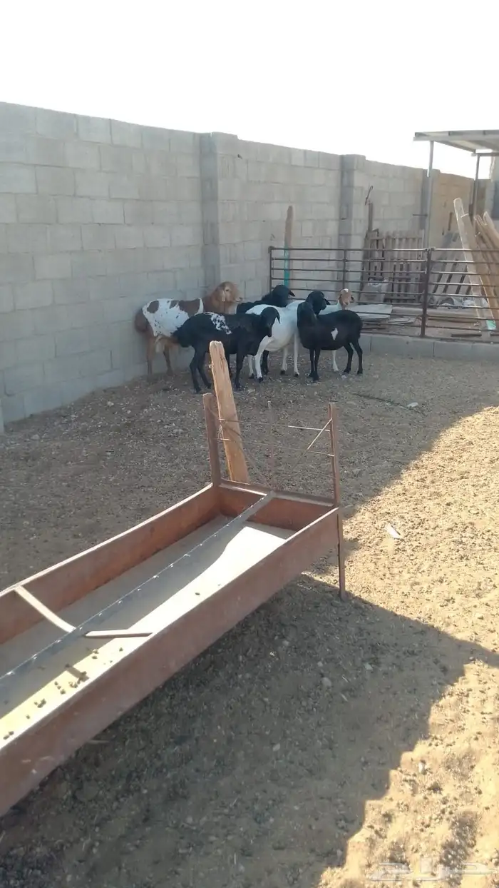 شياة برابر بريشن 4