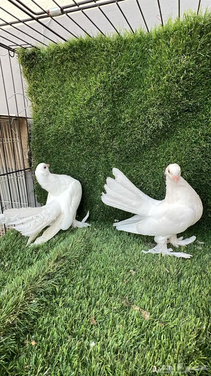 حمام كرنقو 1