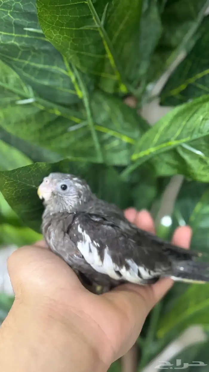 فروخ كروان بايد ونورمل 2