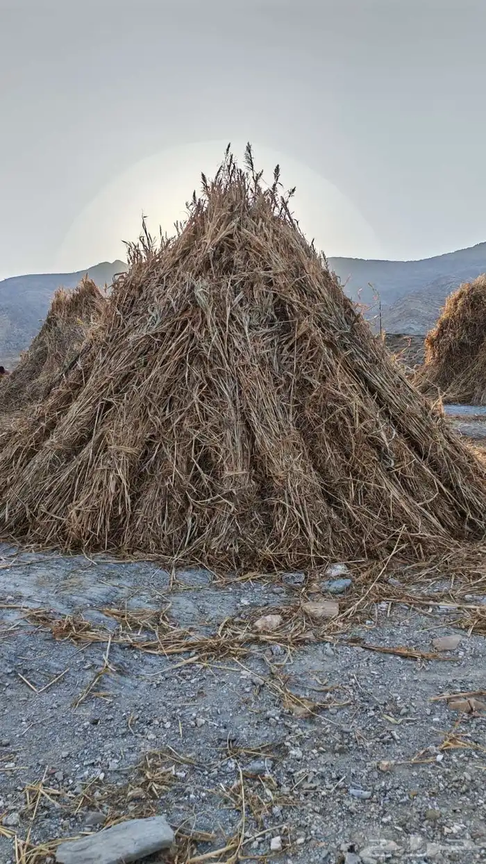 قصب للبيع مراميد او مزاويم 3