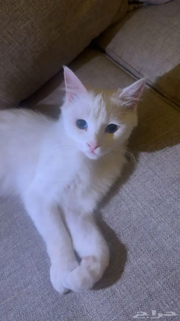 للتبني قط ذكر عمره سنه 0