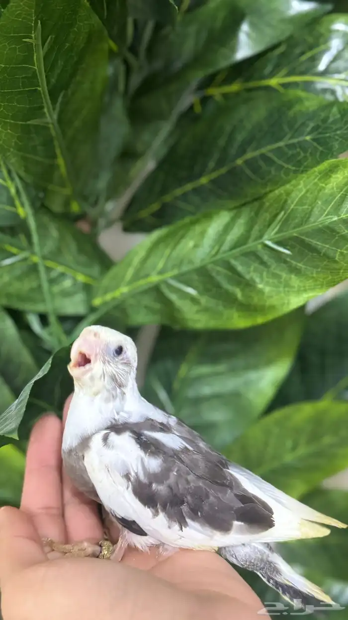 فروخ كروان بايد ونورمل 1