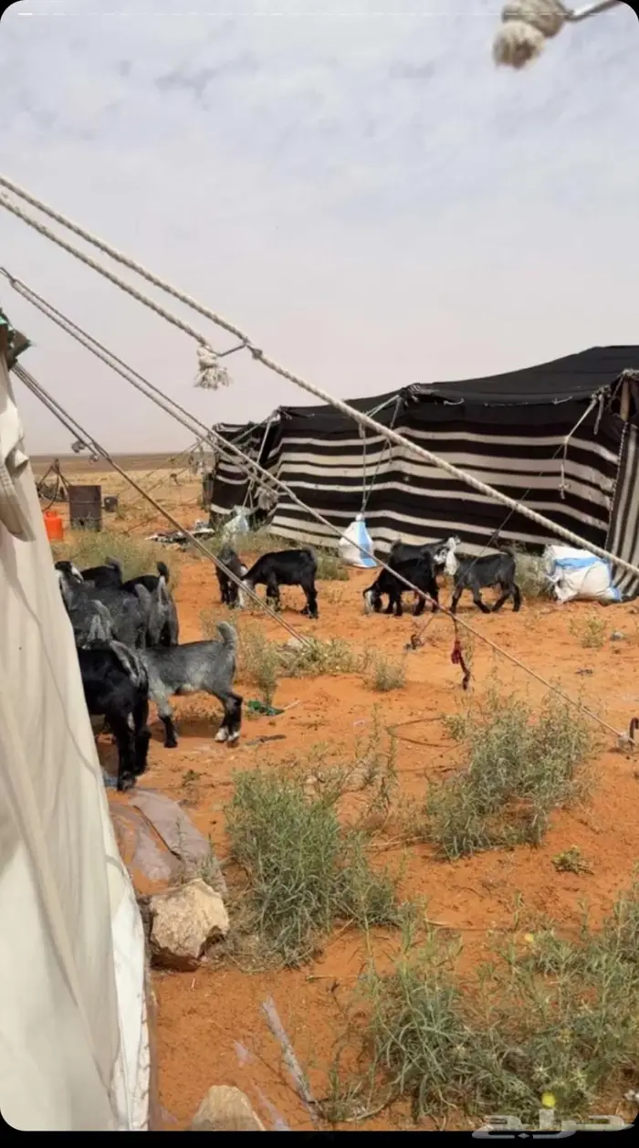 معزا مراح للبيع 0