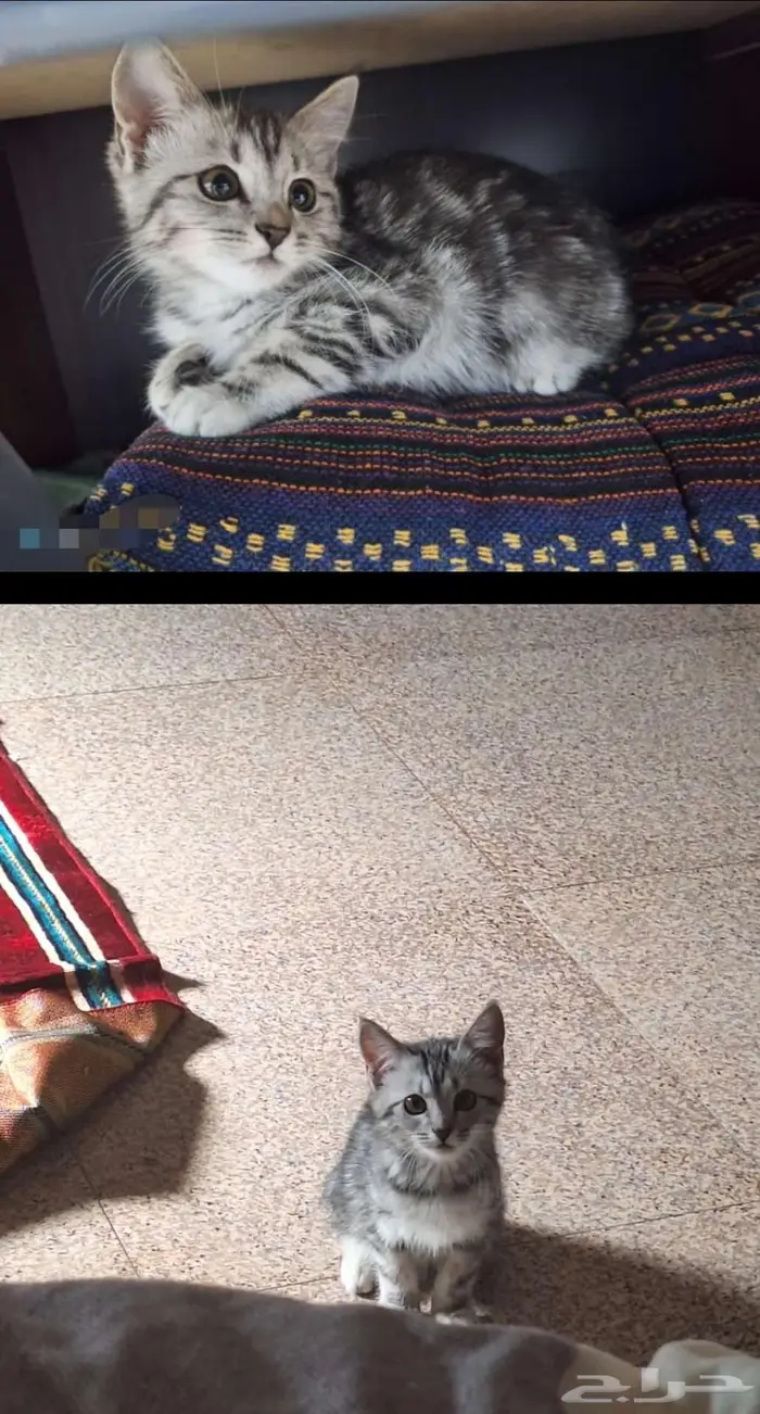 قطط للبيع _ قطه صغيره 1