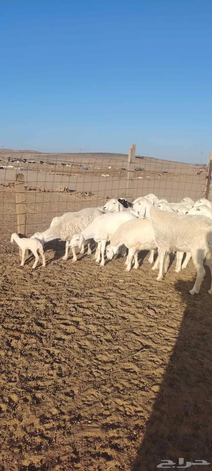 غنم حريه حرش طيبه صنف 28 راس بالفحل دفيع و ضراب 8
