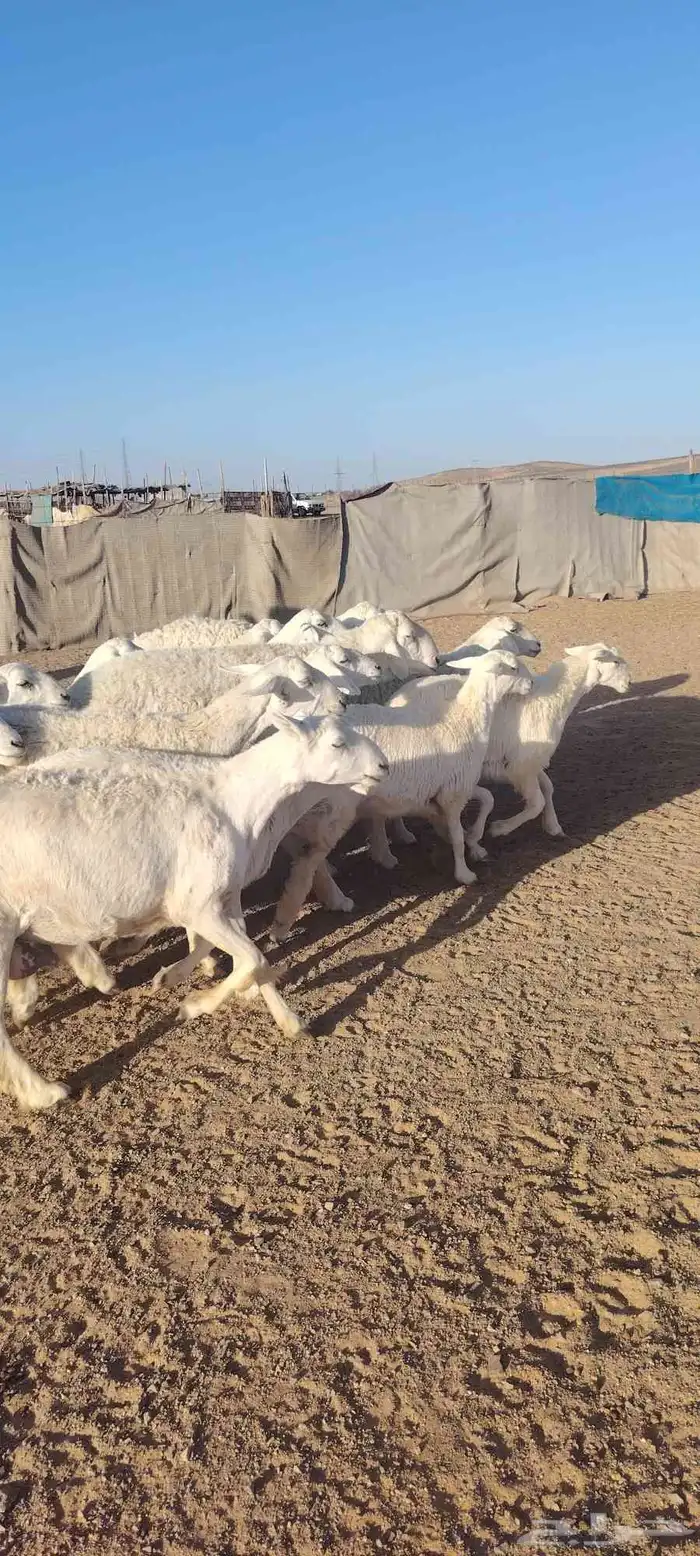 غنم حريه حرش طيبه صنف 28 راس بالفحل دفيع و ضراب 11