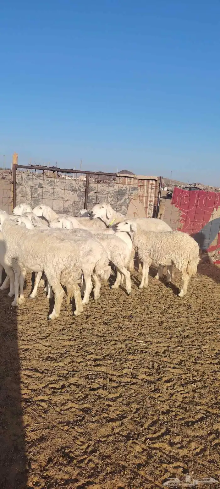 غنم حريه حرش طيبه صنف 28 راس بالفحل دفيع و ضراب 13