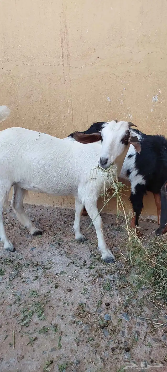 عنز بيشيه كحلا 3