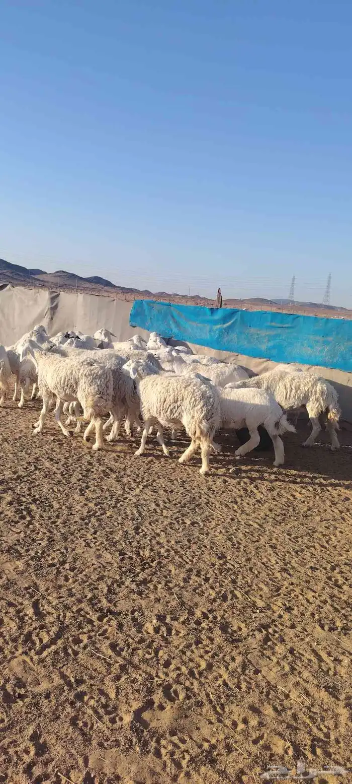 غنم حريه حرش طيبه صنف 28 راس بالفحل دفيع و ضراب 6