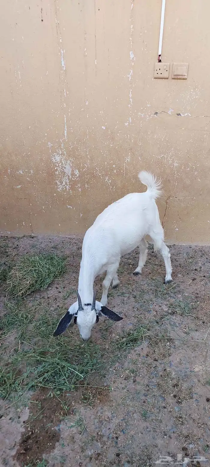 عنز بيشيه كحلا 4